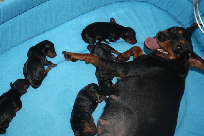 Dark Fairies - Pinscher nain - Portée née le 21/12/2012